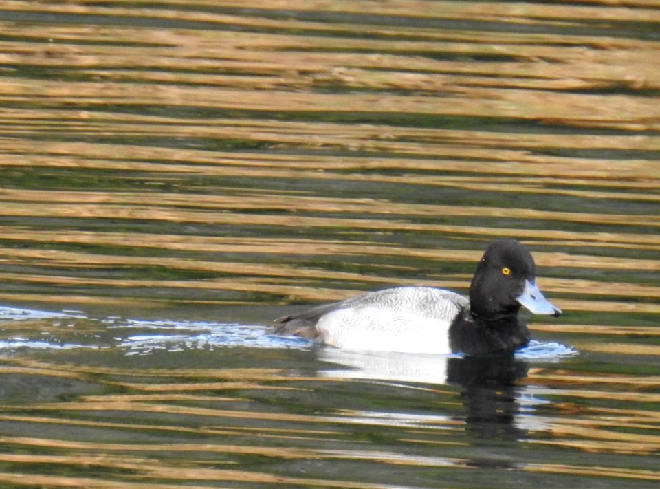 A swimming lesser scaup