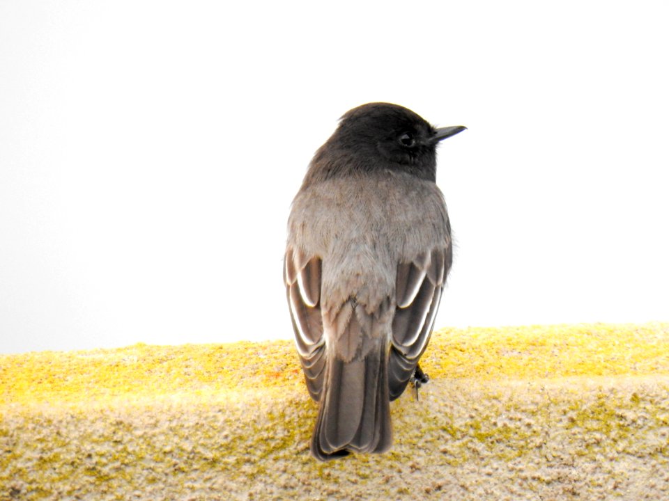 A black phoebe hunts the sky for insects