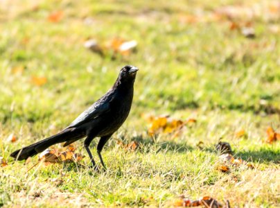 Great-tailed grackle