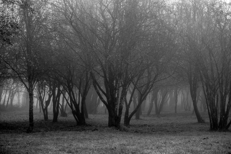 Foggy 3 Large