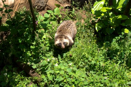 ホンドタヌキ Japanese Raccoon Dog