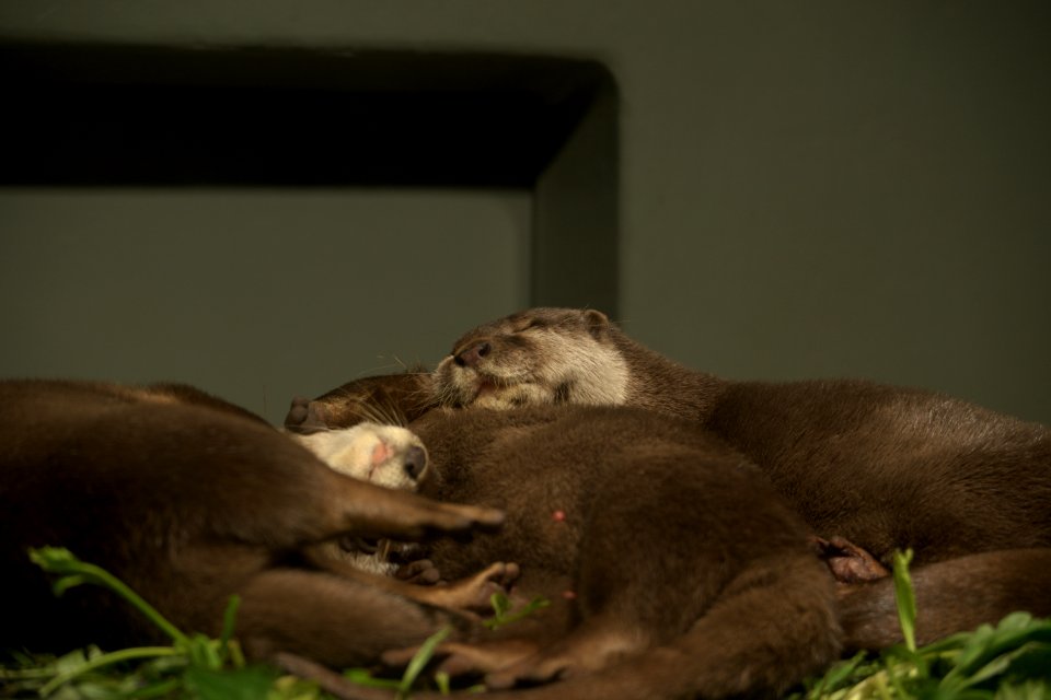 コツメカワウソ Small-clawed Otter