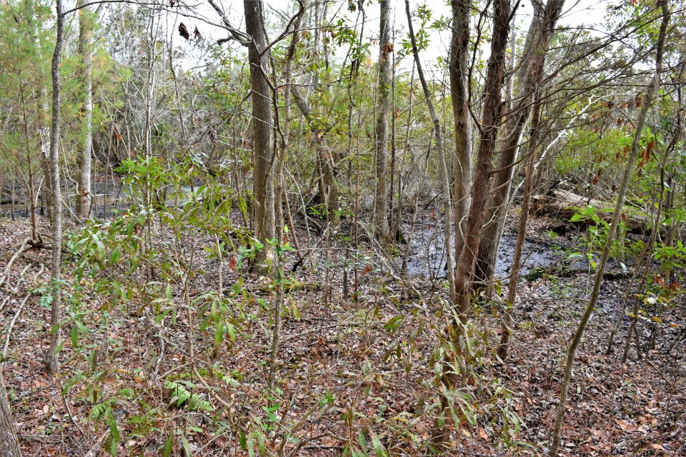 scene Northeast Creek Park AMM (15)