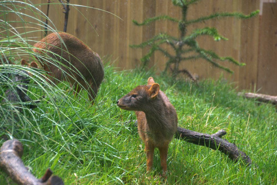 プーズー Pudu
