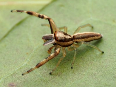 Hentzia grenada