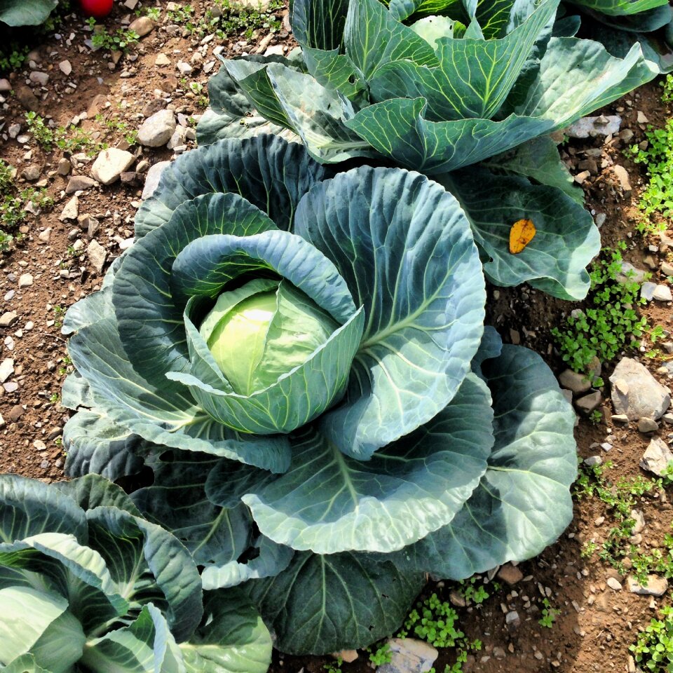 Vegetable leaf farming