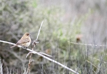 A perched female house finch.