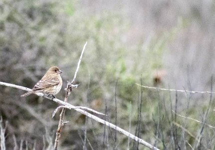 A perched female house finch. photo