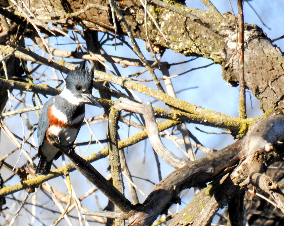 A female belted kingfisher