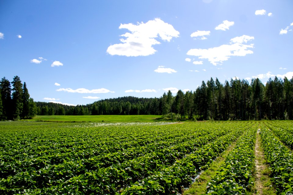 Mansikkapelto Nenosen mansikkatila Suonenjoki