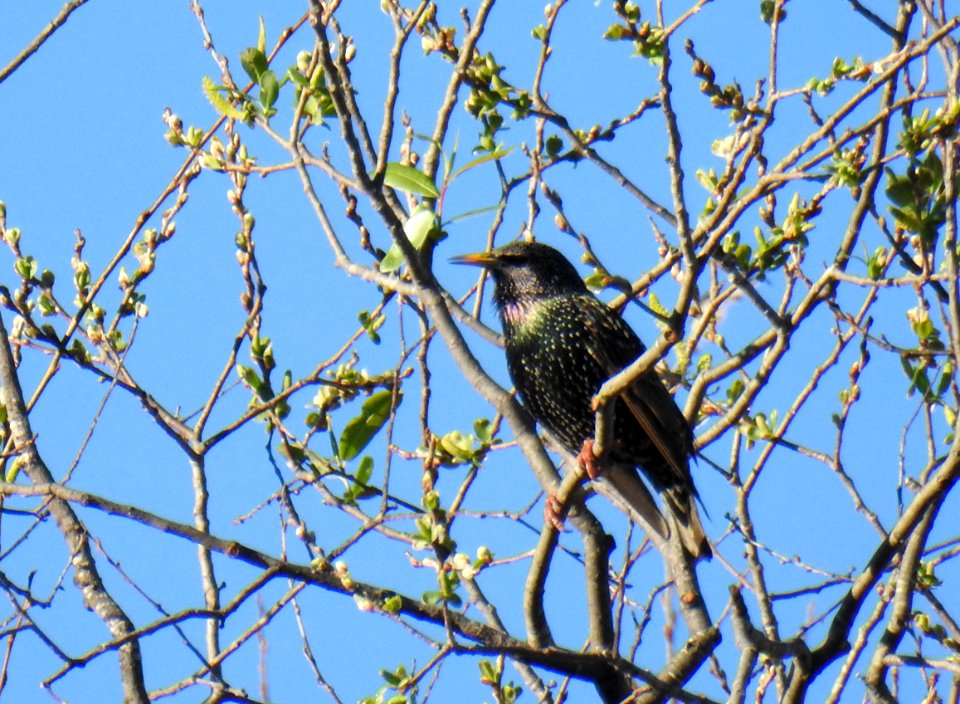 A starling high among the branches