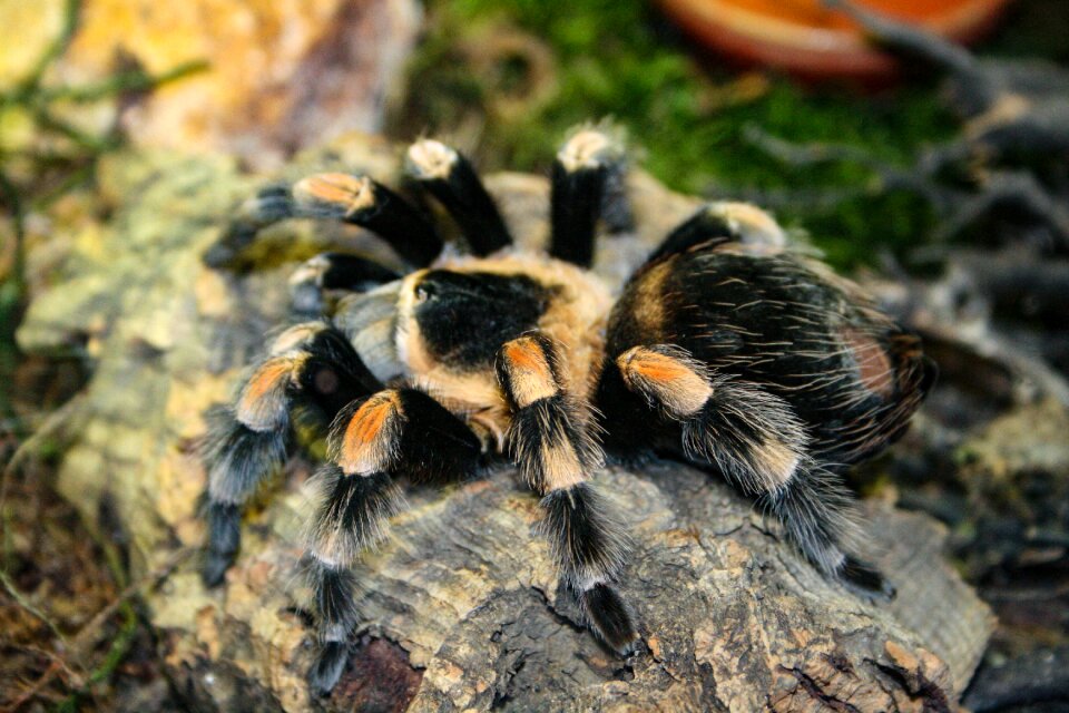 Hairy insect close up