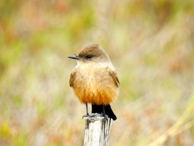 A Say's phoebe on the lookout for insects photo