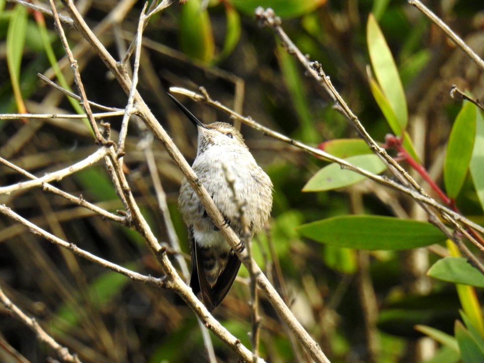 A female Anna's hummingbird