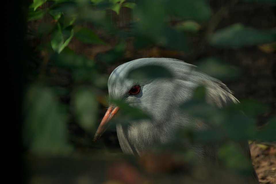 カグー Kagu