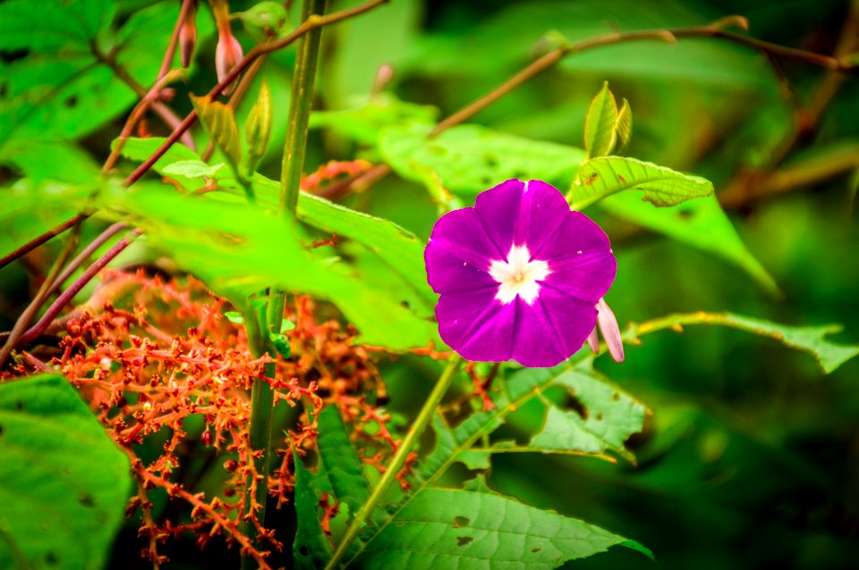 Wild purple flower