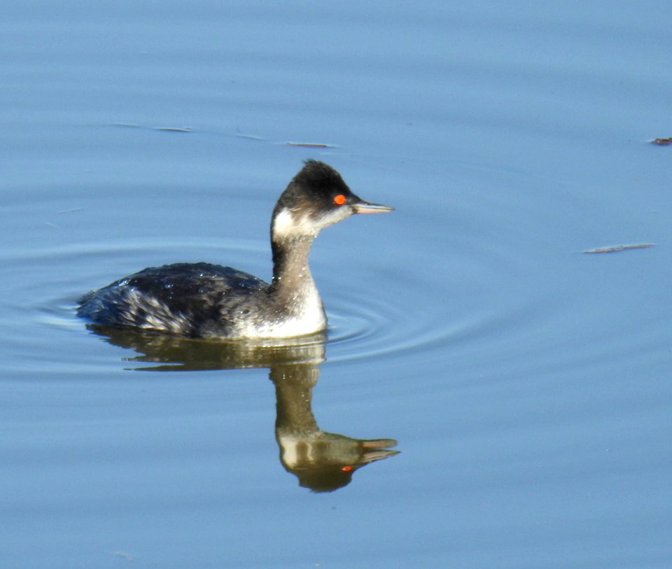 An eared grebe between dives.