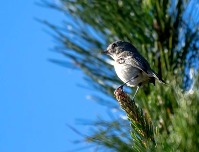 Hutton's vireo // Viréo de Hutton