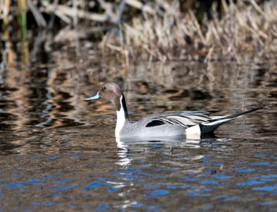 Northern pintail