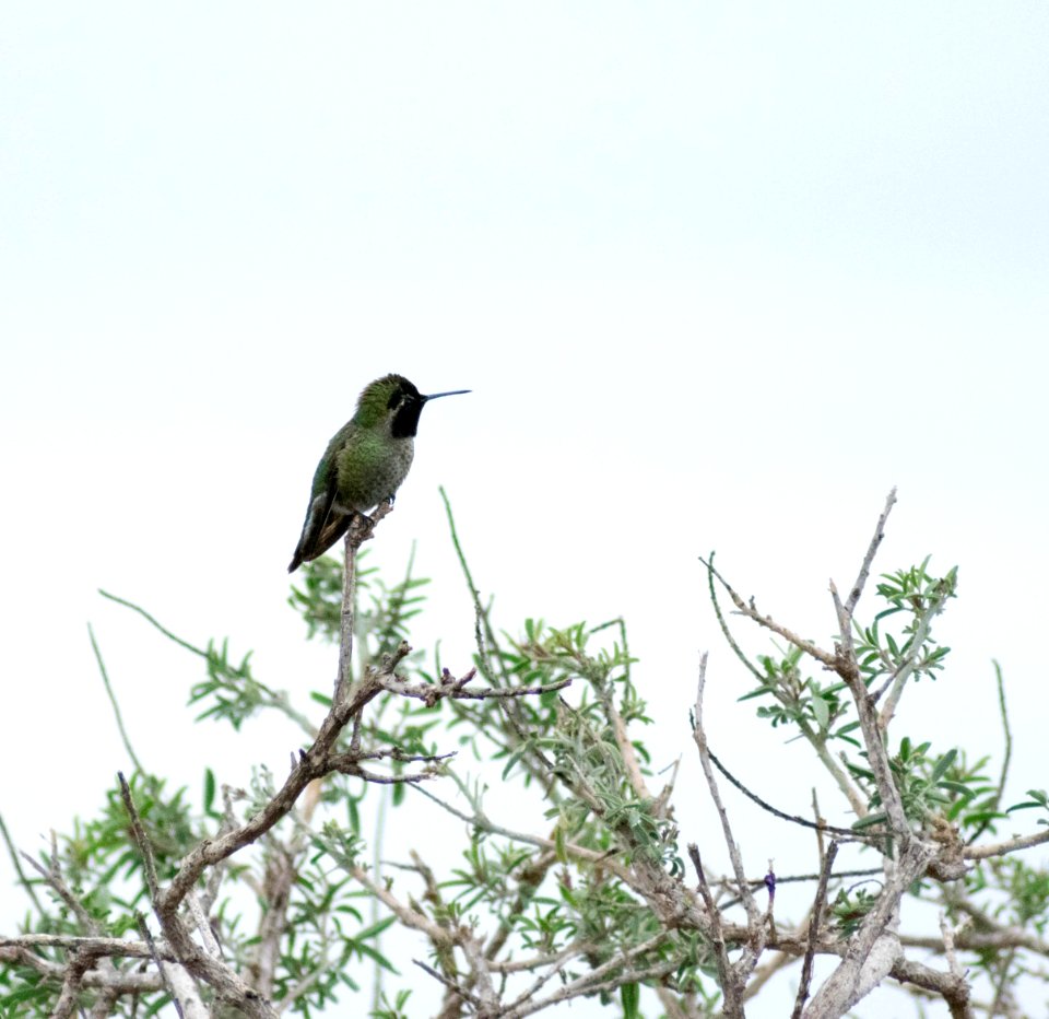An Anna's hummingbird perched on a shrub branch.