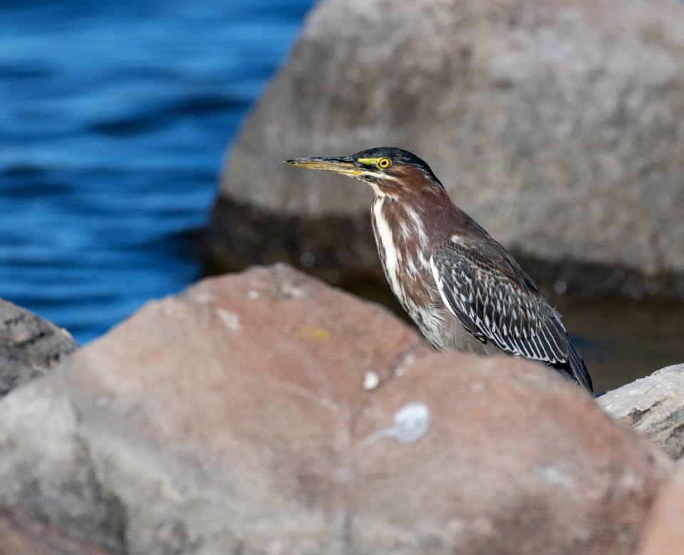 Green heron photo