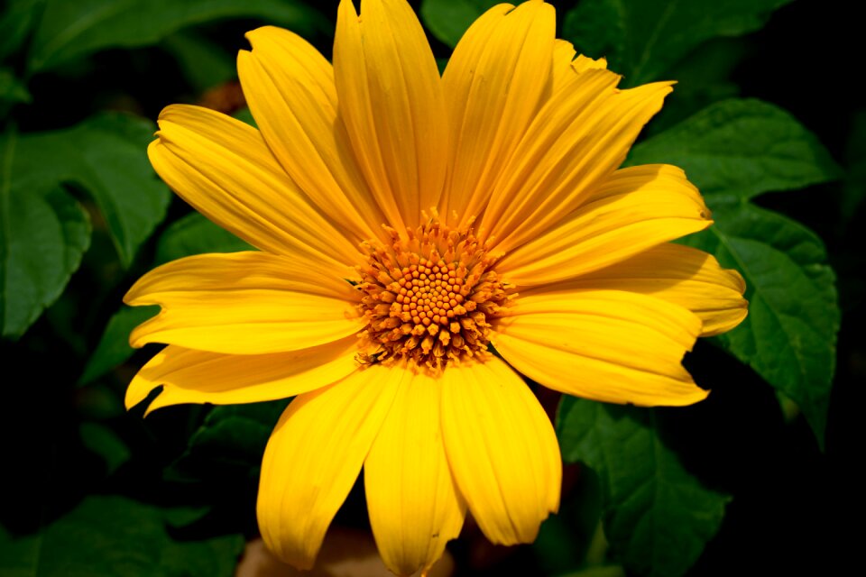 Floral plant summer