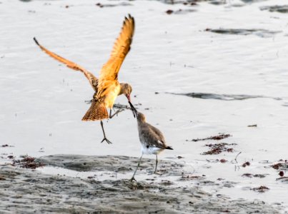 A marbled godwit and willet do battle