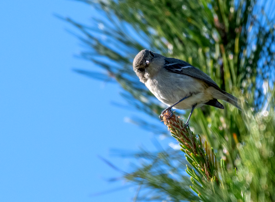 Inquisitive Hutton's vireo // Viréo de Hutton curieux