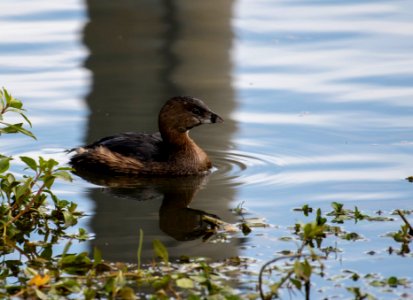 Pied-billed grebe