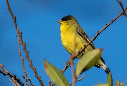 Lesser goldfinch