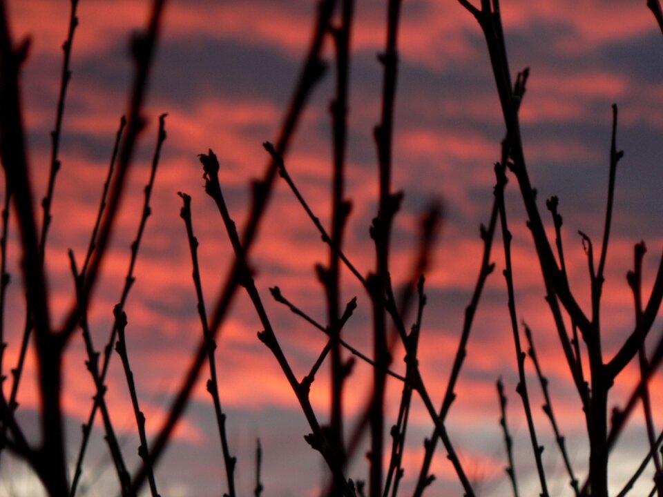 Silhouette purple pink