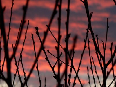 Silhouette purple pink