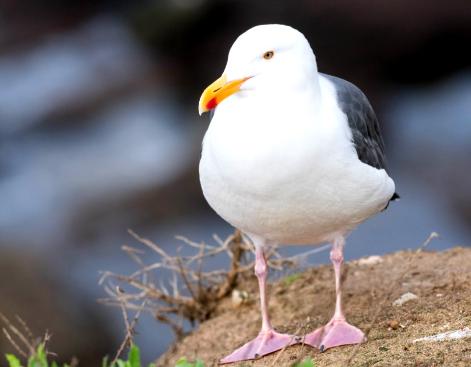 Western gull