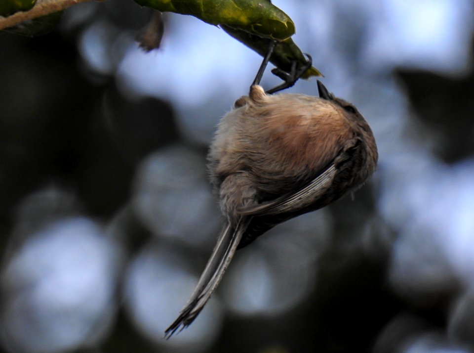 An acrobatic bushtit