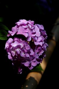 アジサイ(紫陽花, Ajisai)