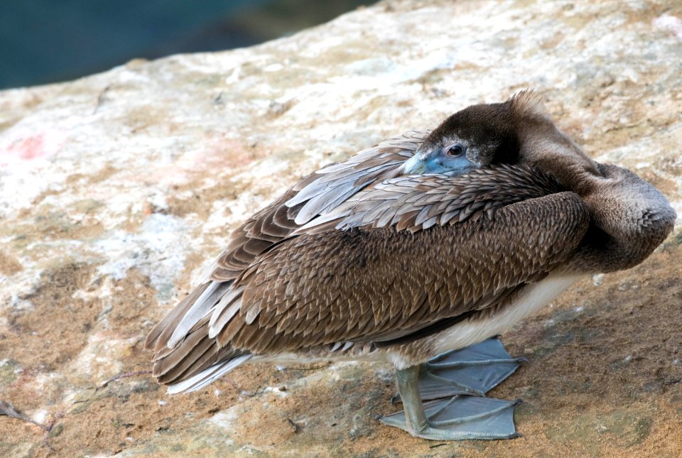 Juvenile brown pelican