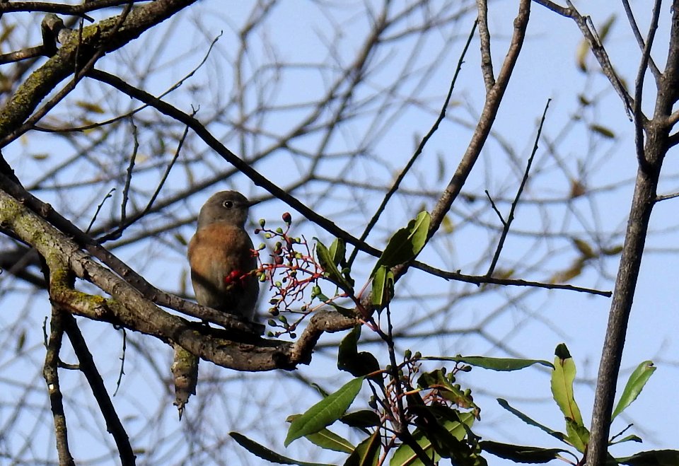 A female western bluebird scans the sky.