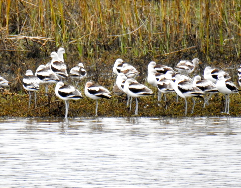 A flock of American avocets