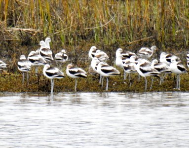 A flock of American avocets photo