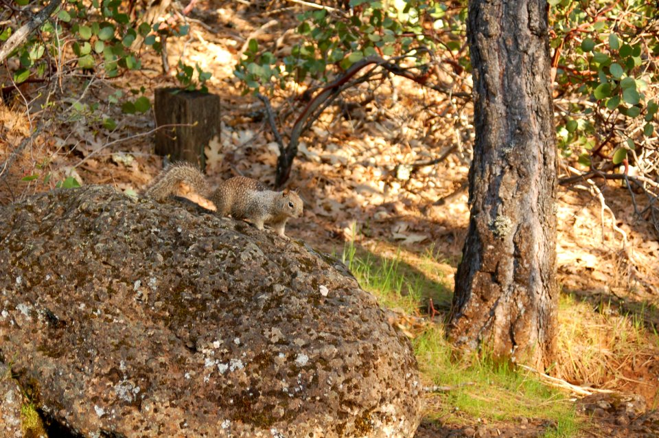 Squirrel my friend
