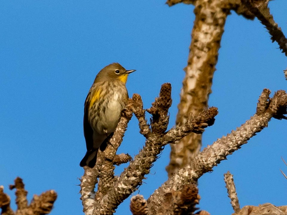 Yellow-rumped warbler