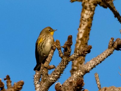 Yellow-rumped warbler photo