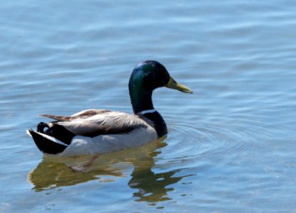 Mallard drake photo