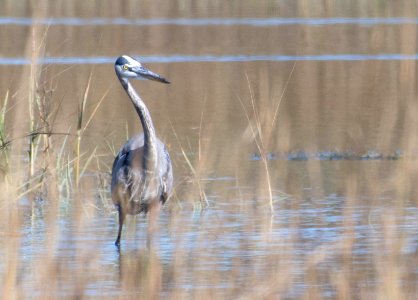 Great blue heron photo