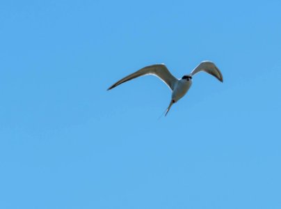 Forster's tern photo