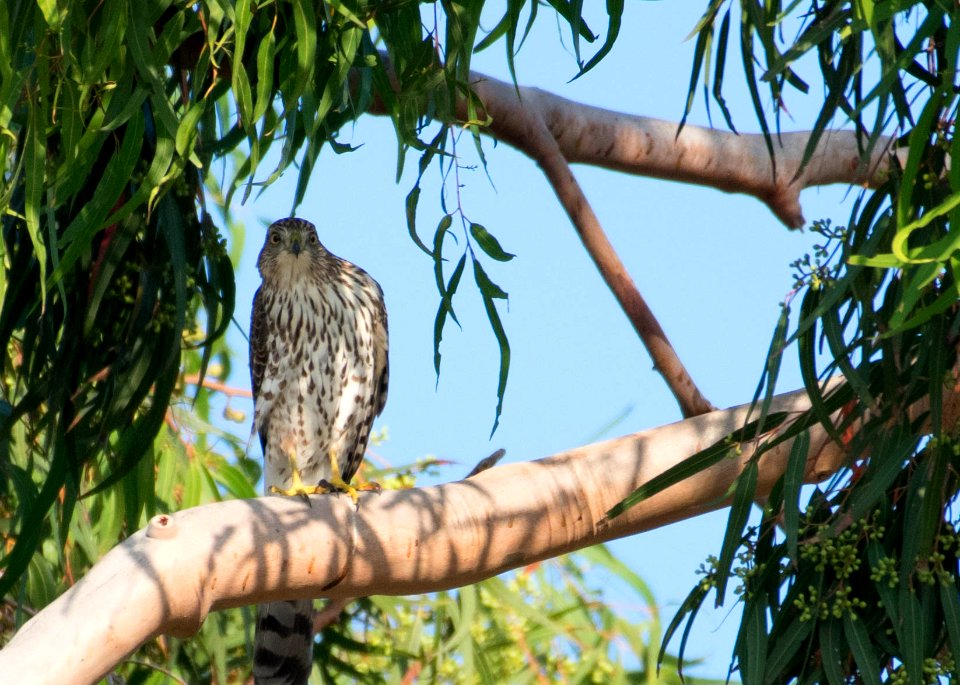A curious juvenile Cooper's hawk