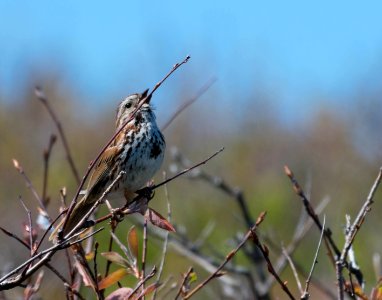 Song sparrow photo