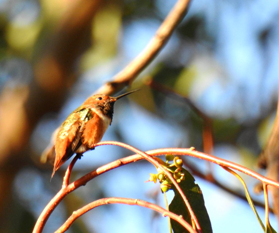 Allen's hummingbird
