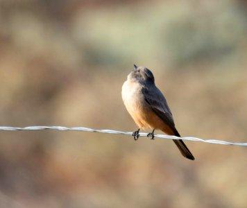 Skygazing Say's phoebe