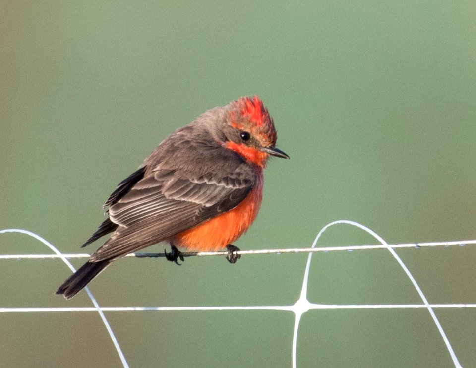 Vermilion flycatcher